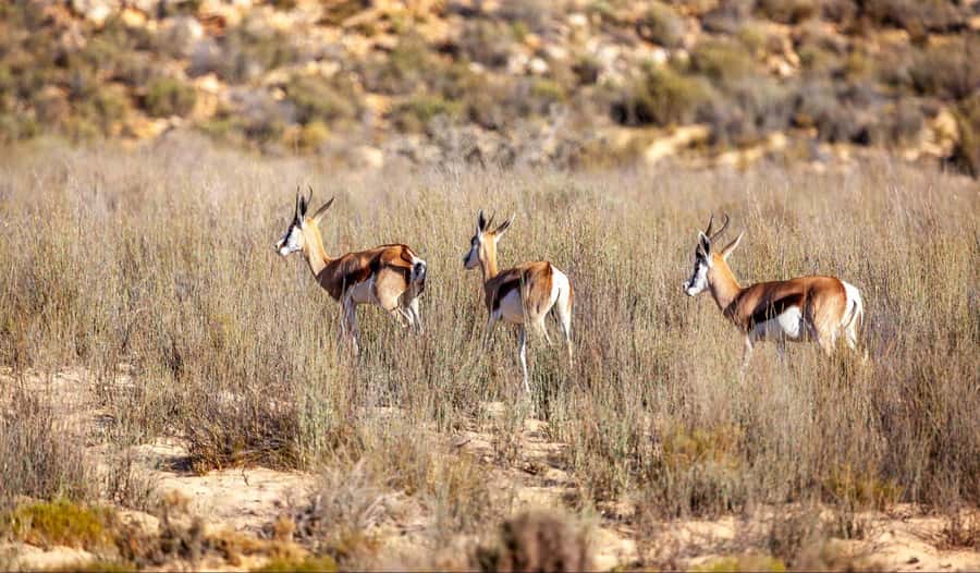 Cape Town: Aquila Reserve Safari with Lunch and Winery Visit - FAQ