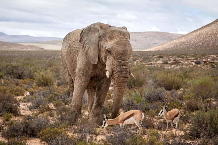 Cape Town: Aquila Reserve Safari with Lunch and Winery Visit - Cape Town to Aquila, without the stressful parts