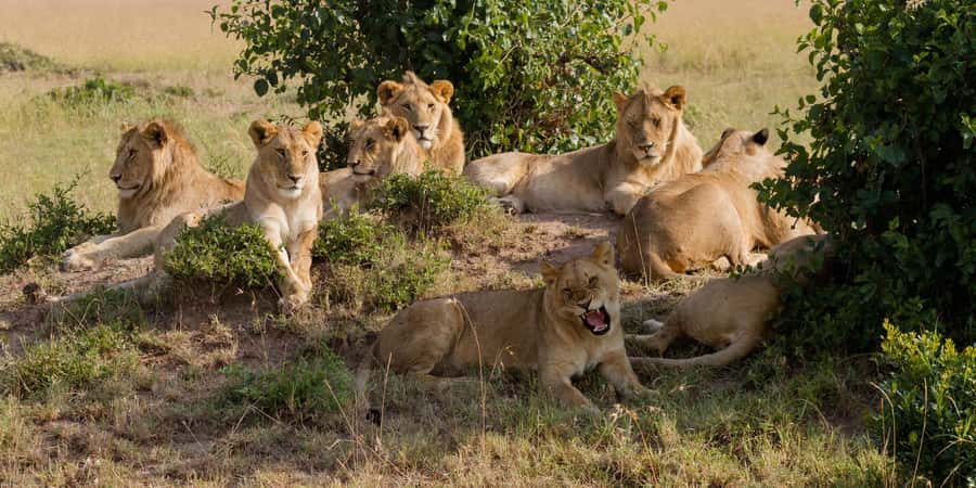 Cape Town: Aquila Reserve Safari with Lunch and Winery Visit - Lodge time and buffet lunch: comfort after the dust and suspense
