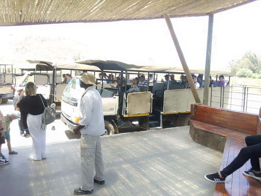 Cape Town: Aquila Reserve Safari with Lunch and Winery Visit - A pre-safari vineyard stop, plus Paarl’s Fairview option