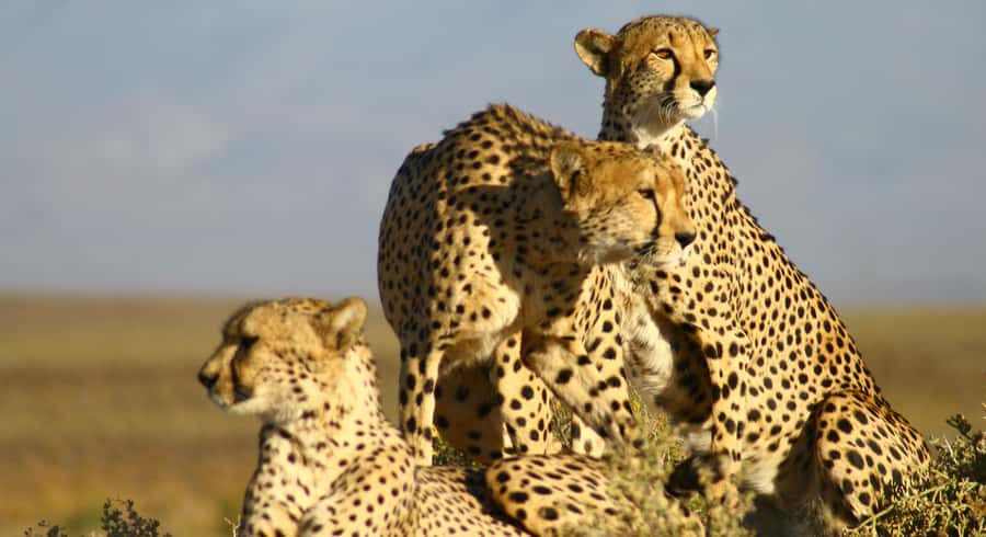 Cape Town: Aquila Reserve Safari with Lunch and Winery Visit - Price and value: $123 makes sense if you plan for the extras