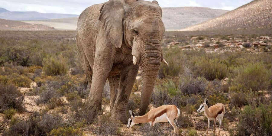 Cape Town: Aquila Reserve Safari with Lunch and Winery Visit - Who this safari day trip fits best