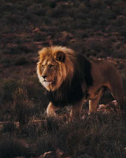 Cape Town: Aquila Reserve Safari with Lunch and Winery Visit - Practical tips so you enjoy the day, not just survive it