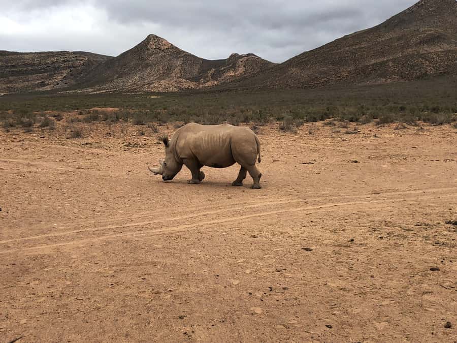 Cape Town: Aquila Reserve Safari with Lunch and Winery Visit - Should you book this Cape Town to Aquila Safari day?