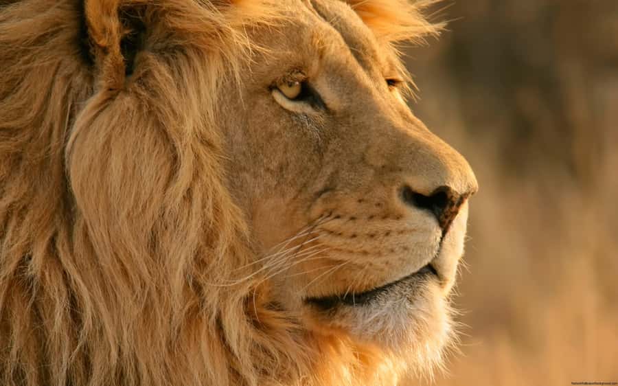 Cape Town: Big Five Safari and Breede River Valley Day Trip - Key takeaways before you go