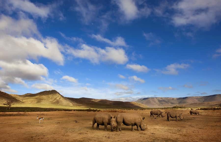 Cape Town: Big Five Safari and Breede River Valley Day Trip - Big Five and Breede Valley, the best kind of Cape day