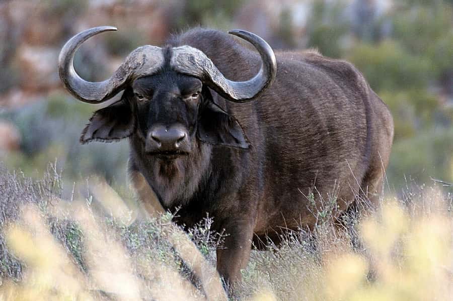 Cape Town: Big Five Safari and Breede River Valley Day Trip - Aquila Private Nature Reserve, lunch plus welcome bubbly
