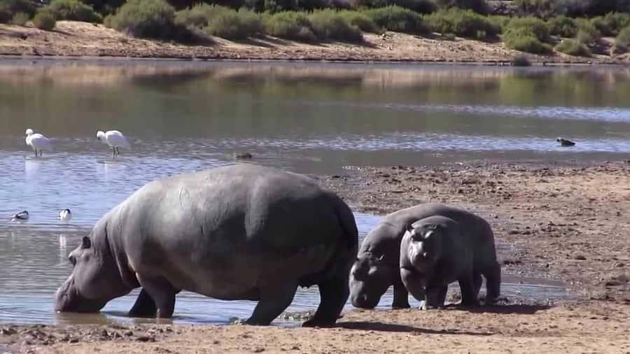 Cape Town: Big Five Safari and Breede River Valley Day Trip - Return via Huguenot Tunnel and a comfort break at Du Kloof Lodge