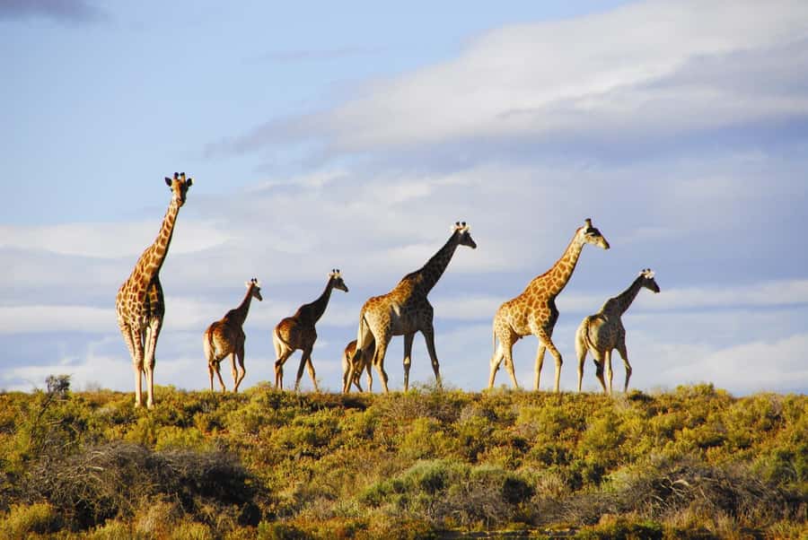 Cape Town: Big Five Safari and Breede River Valley Day Trip - Price and logistics, where the value really sits