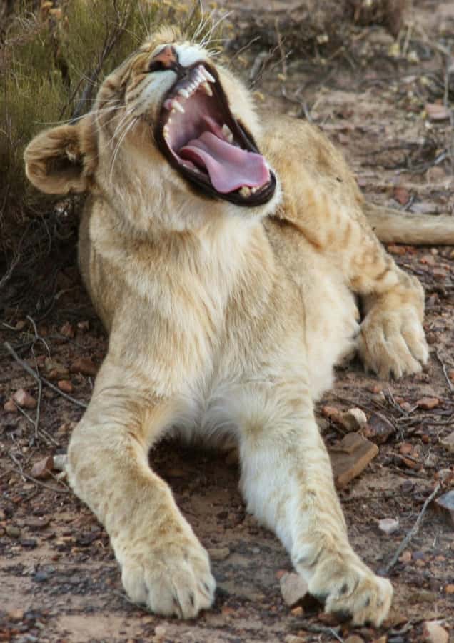 Cape Town: Big Five Safari and Breede River Valley Day Trip - Who should book this Aquila Big Five day trip