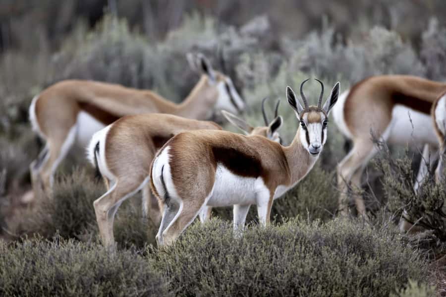Cape Town: Big Five Safari and Breede River Valley Day Trip - Should you book this Cape Town Big Five day trip?