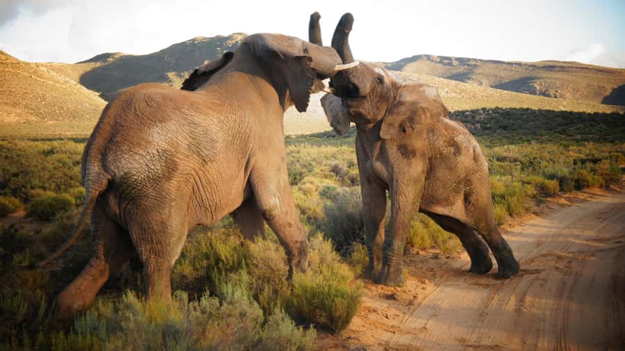 Cape Town: Big Five Safari and Breede River Valley Day Trip - Pickup in Cape Town and the Du Toits Kloof Pass scenic loop