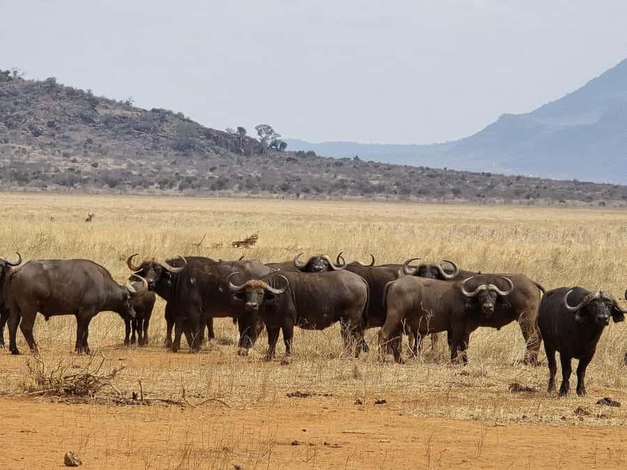 Cape Town big five safari with transport lunch Excl park fee - Key safari takeaways before you go