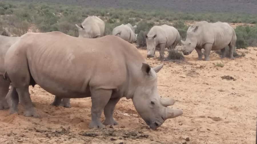 Cape Town big five safari with transport lunch Excl park fee - Cape Town City Centre pickup to Aquila Game Reserve, what the full 9 hours feels like