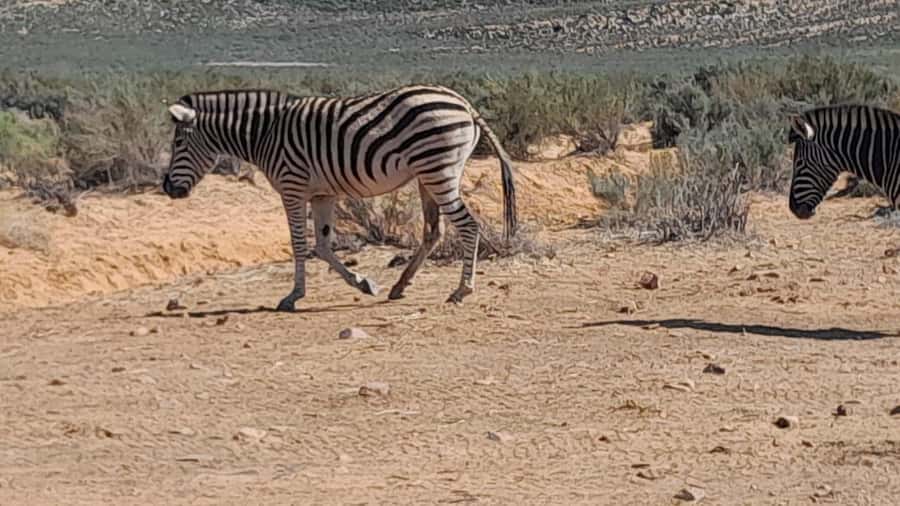 Cape Town big five safari with transport lunch Excl park fee - Lunch buffet and unlimited pool time, the value of a real break