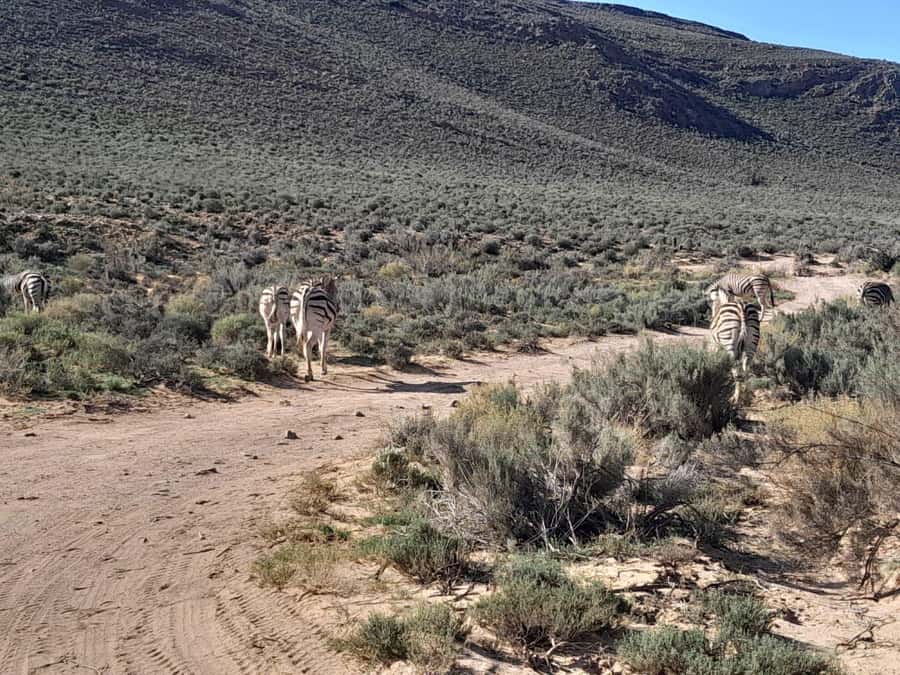 Cape Town big five safari with transport lunch Excl park fee - Should you book the Cape Town Big Five safari at Aquila?