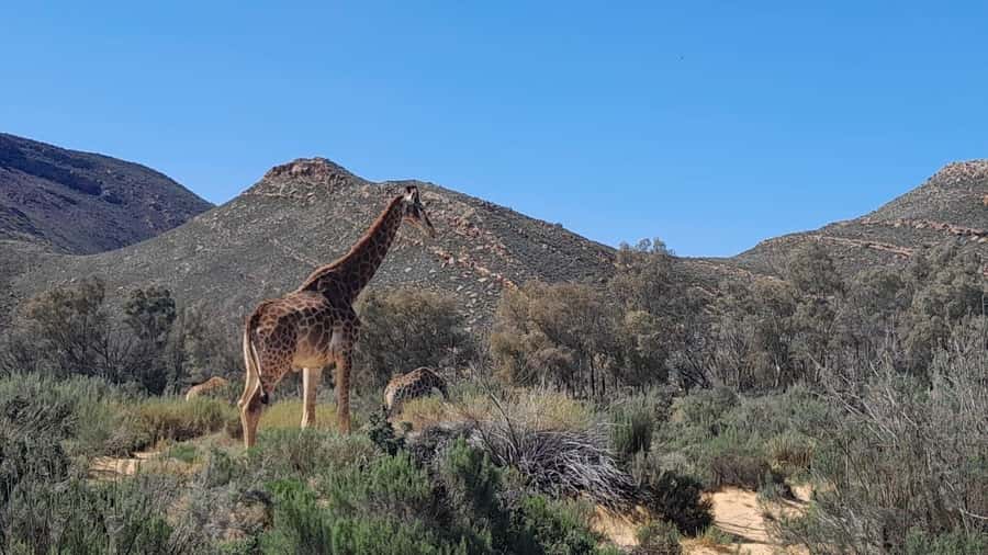 Cape Town big five safari with transport lunch Excl park fee - The open-air 4x4 safari drive, chances for the Big Five plus Karoo scenery