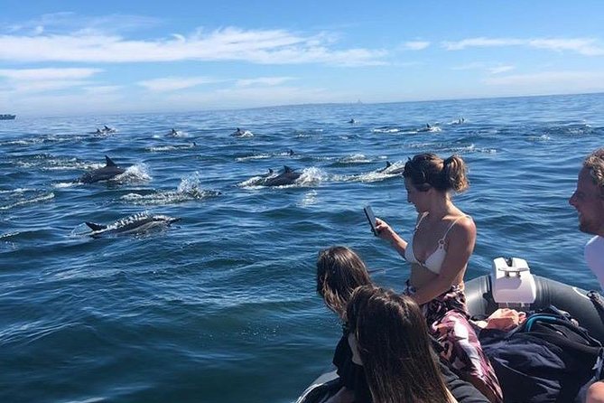 Cape Town Boat Trip - The wildlife part: what you can realistically hope to see