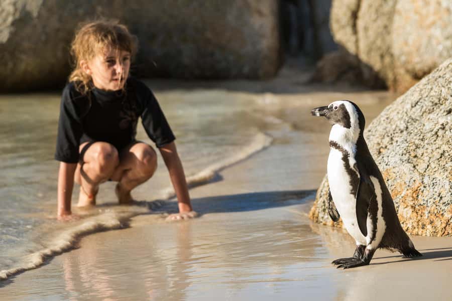 Cape Town: Boulders Penguin Colony Prebooked Entry Ticket - Why Boulders Beach is a penguin outing, not just a photo stop