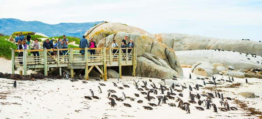 Cape Town: Boulders Penguin Colony Prebooked Entry Ticket - What you will actually see: penguin behavior on a Cape Town coastline