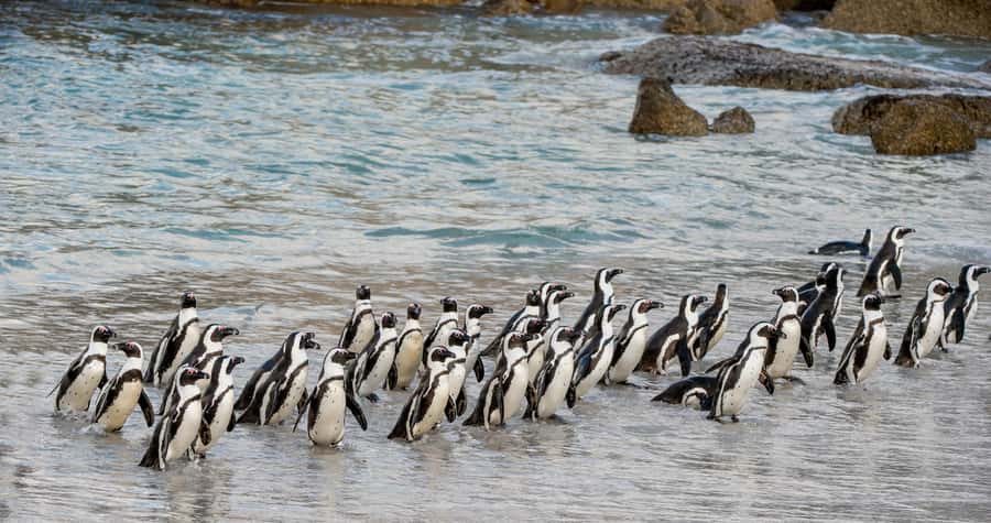 Cape Town: Boulders Penguin Colony Prebooked Entry Ticket - Arriving with your prebooked ticket, and what to do at the gate