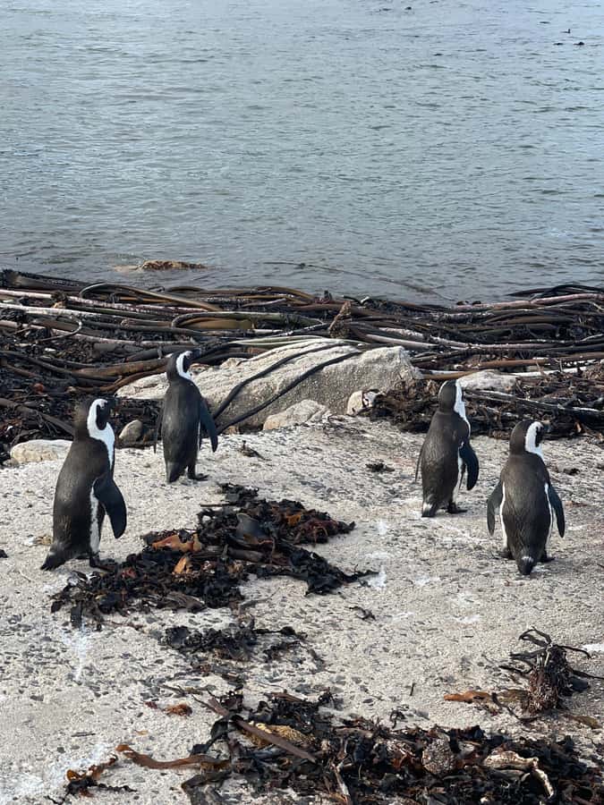 Cape Town: Cape Agulhas and Stony Point Penguin Tour - Hermanus: whale-watching time without the promise pressure
