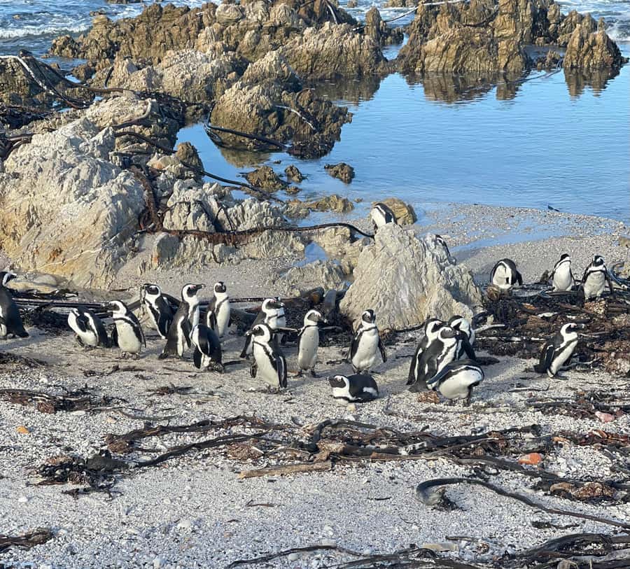 Cape Town: Cape Agulhas and Stony Point Penguin Tour - Price and value: what $249 buys, and what it does not