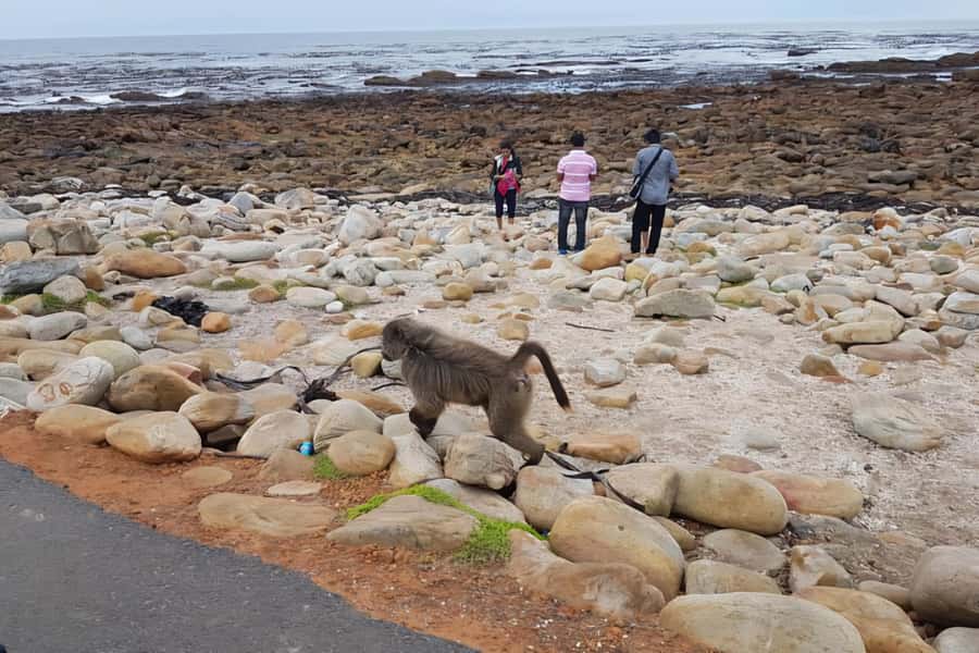 Cape Town: Cape of Good Hope and Penguins Full-Day Tour - Bo-Kaap, Clifton, and Camps Bay: Color, Views, and the 12 Apostles Look