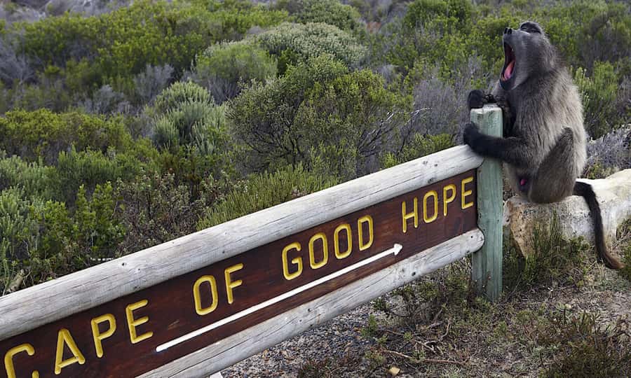 Cape Town: CAPE OF GOOD HOPE AND PENGUINS PRIVATE FULL DAY. - A 1-day Cape Town circuit that feels like your schedule