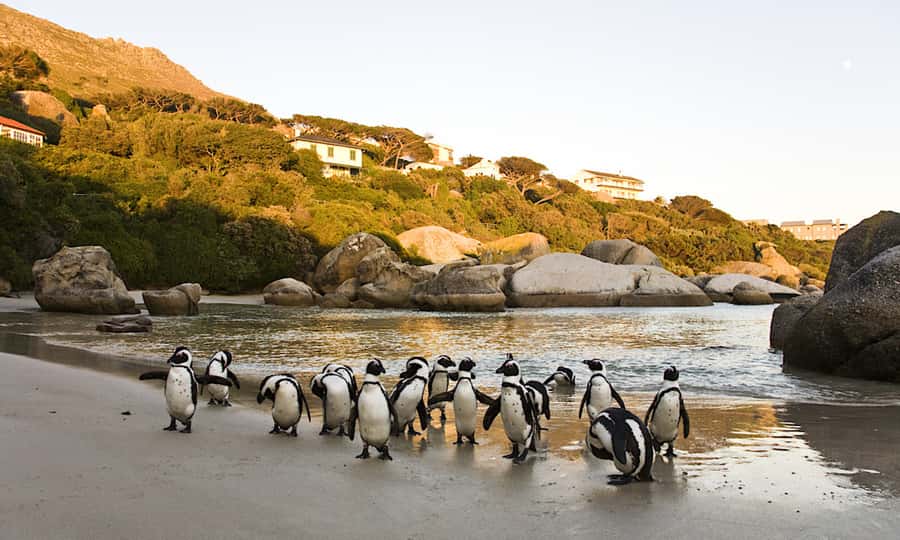 Cape Town: CAPE OF GOOD HOPE AND PENGUINS PRIVATE FULL DAY. - Chapman’s Peak Drive, the road trip part everyone remembers