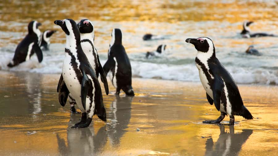 Cape Town: Cape of Good Hope & Boulders Beach Group Tour - The route logic: why this loop works without a rental car