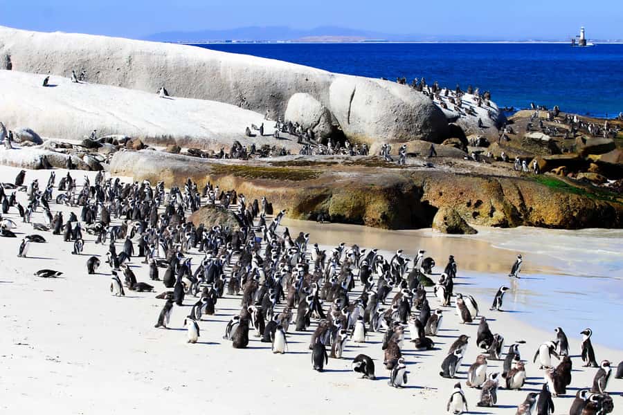 Cape Town: Cape of Good Hope & Boulders Beach Group Tour - Bo-Kaap break and guided visit, then straight to the coast