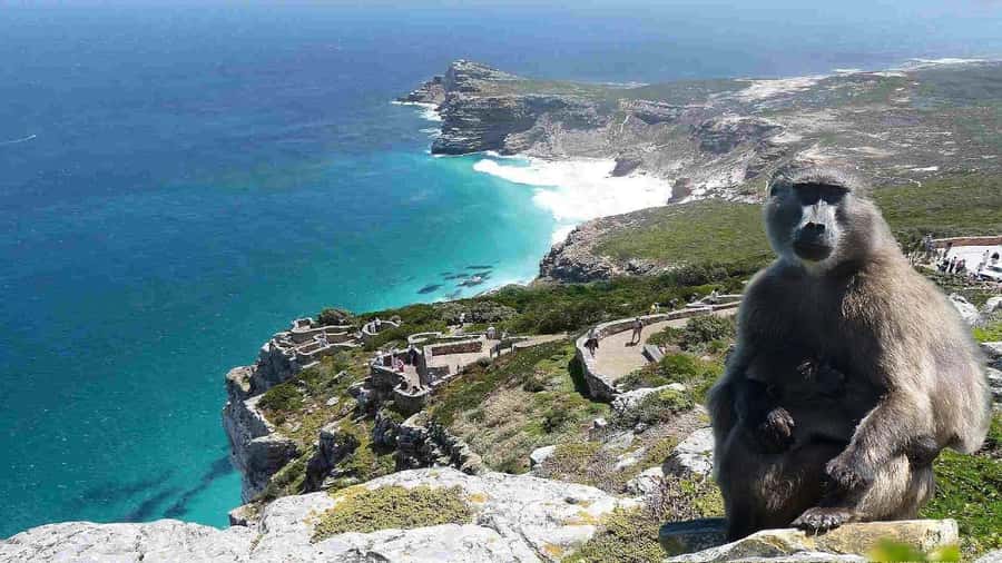 Cape Town: Cape of Good Hope & Cape Point Prebooked Ticket - Cape Point Lighthouse and the Two Ocean Currents view