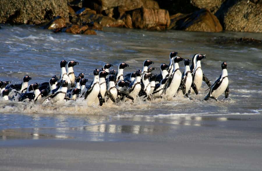 Cape Town: Cape of Good Hope & Penguin Colony Entry Ticket - Cape of Good Hope Nature Reserve Gate: Beacons and Iconic Signboards