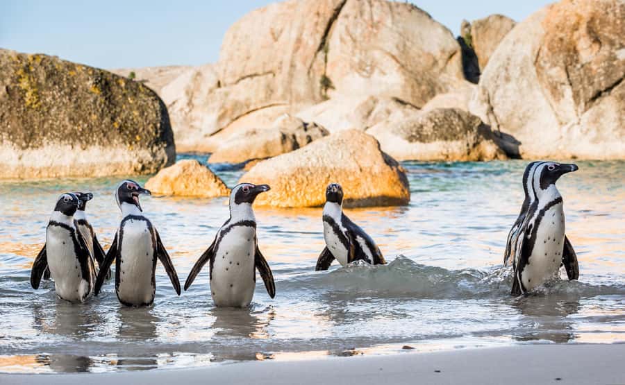 Cape Town: Cape of Good Hope & Penguins Day Tour with Pickup - Hout Bay seals and the ride into Seal Island