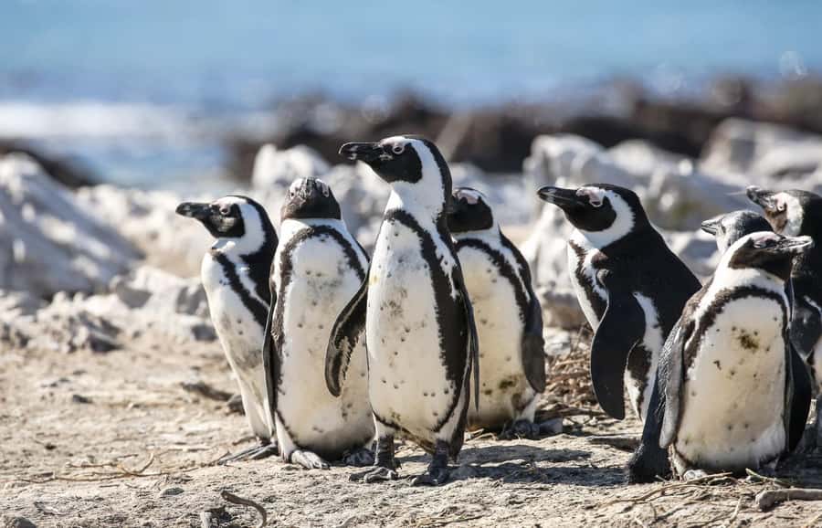 Cape Town: Cape of Good Hope & Penguins Full-Day Guided Tour - Boulders Beach penguins: close encounters on the boardwalk