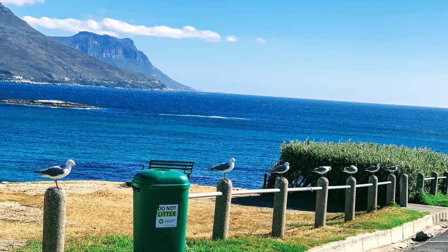 Cape Town: Cape of Good Hope & Penguins Full-Day Guided Tour - Getting there: pickup comfort and how the day is paced