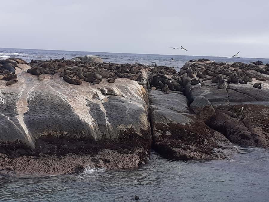 Cape Town: Cape of Good Hope, Seals and Penguins Day Tour - Price and What You Actually Get for $39