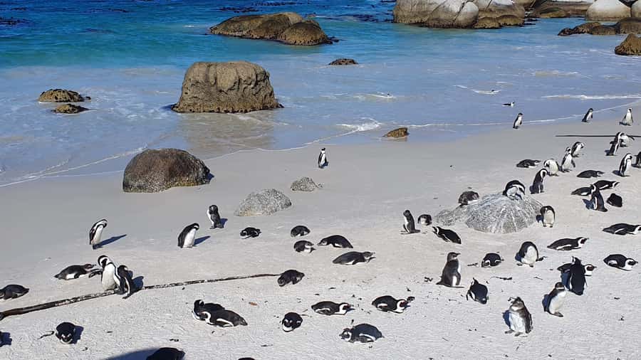 Cape Town: Cape of Good Hope, Seals and Penguins Day Tour - Muizenberg Beach Huts and Bo-Kaap Malay Quarter: Color and Culture to End