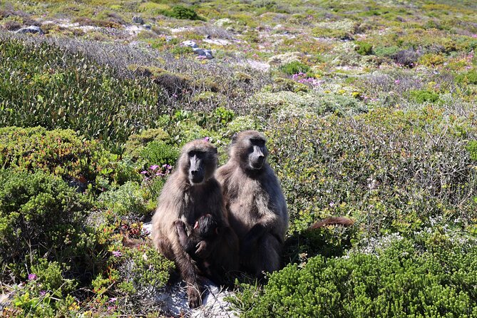 Cape Town: Cape of Good Hope, Table Mountain & Wine Tasting Tour - Cape of Good Hope and the Cape Point lighthouse area