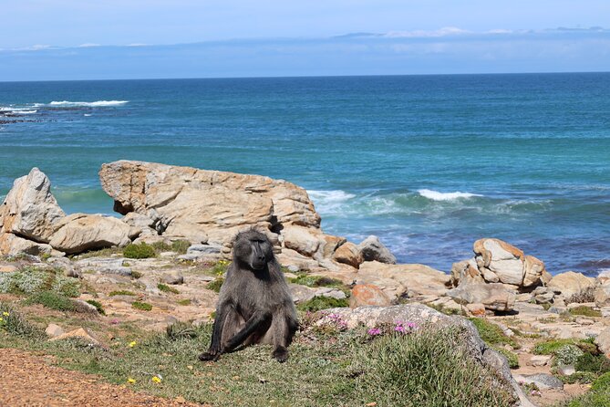 Cape Town: Cape of Good Hope, Table Mountain & Wine Tasting Tour - Cape Point Vineyards tasting room, your included wine break