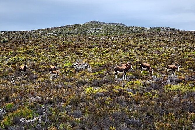 Cape Town: Cape of Good Hope Tour, Penguin Beach & Table Mountain - Cape of Good Hope: reserve entrance, the famous sign, and real peninsula history