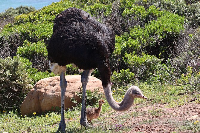 Cape Town: Cape of Good Hope Tour, Penguin Beach & Table Mountain - Maidens Cove and Camp’s Bay area ocean views