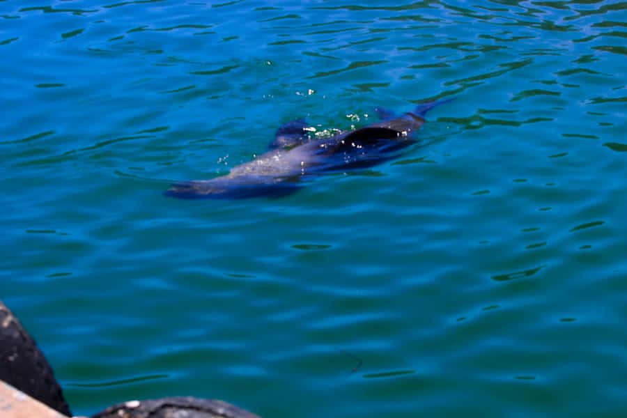 Cape Town: Cape Peninsula & Boulders Beach Shared Tour - Cape Point and Cape of Good Hope: Choose Your Walking Level