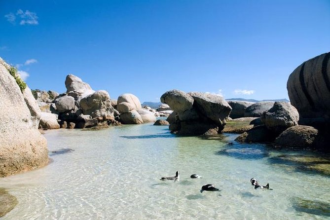 Cape Town: Cape Peninsula Half Day Private Tour - Cape of Good Hope Nature Reserve: Fynbos and Wildlife, With Real Expectations