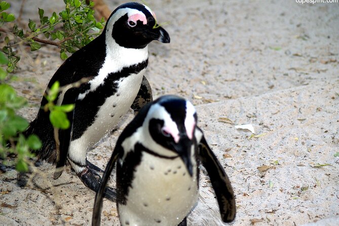 Cape Town: Cape Peninsula Private Tour Full Day - Key points before you go