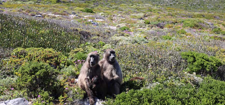 Cape Town: Cape Peninsula & Table Mountain Private Day Trip - Table Mountain cable car: the best way to start seeing the city
