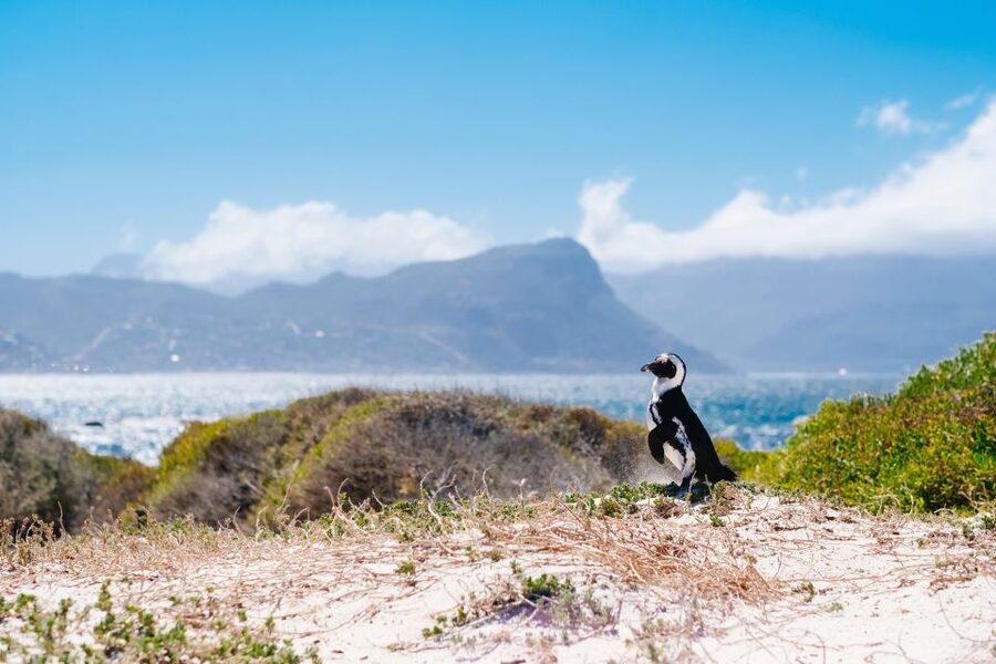 Cape Town: Cape Point and Penguin Colony Full Day Tour - Hout Bay Plus Seal Island Option: Seafood Vibes and Sea Life