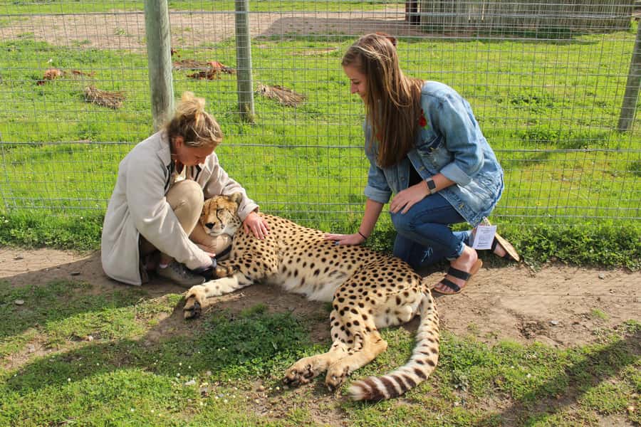 Cape Town: CHEETAH ENCOUNTER/WINE TESTING EXPERIENCE/LUNCH - Key Things Worth Knowing Before You Go
