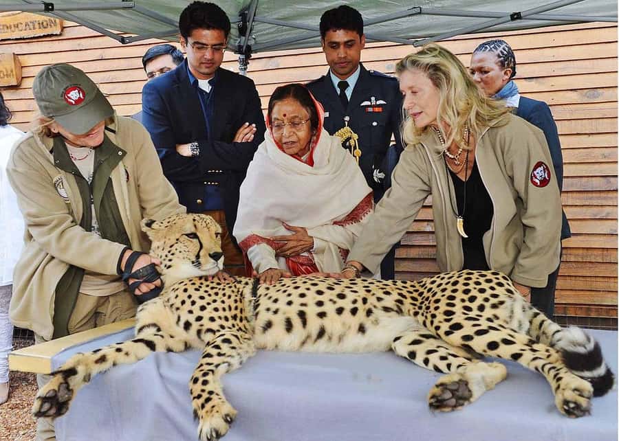 Cape Town: CHEETAH ENCOUNTER/WINE TESTING EXPERIENCE/LUNCH - Cape Winelands Wineries: Ernie Els and Waterford, Plus Your Chance to Customize